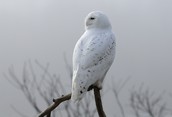 The Little White Visitor